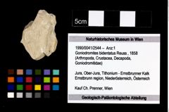 Foto (Objekt + Etikett) von Goniodromites bidentatus (Reuss, 1858)  (NHMW-GEO-1990-0041-2544)